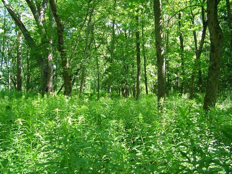 Green ash - mixed hardwood floodplain forest